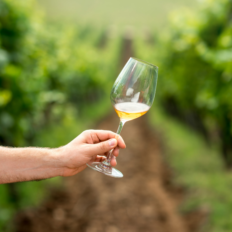 Highlights – winemaker weekend