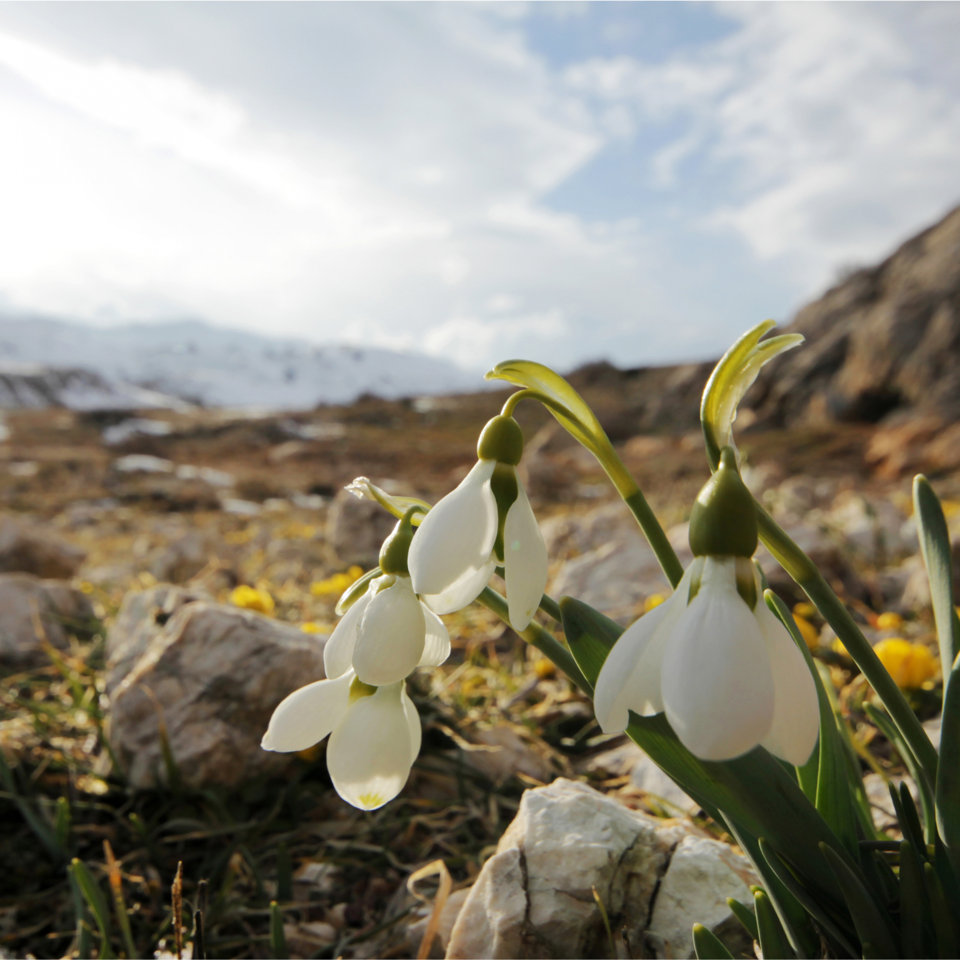 Frühling im Allgäu - Königshof Hotel Resort