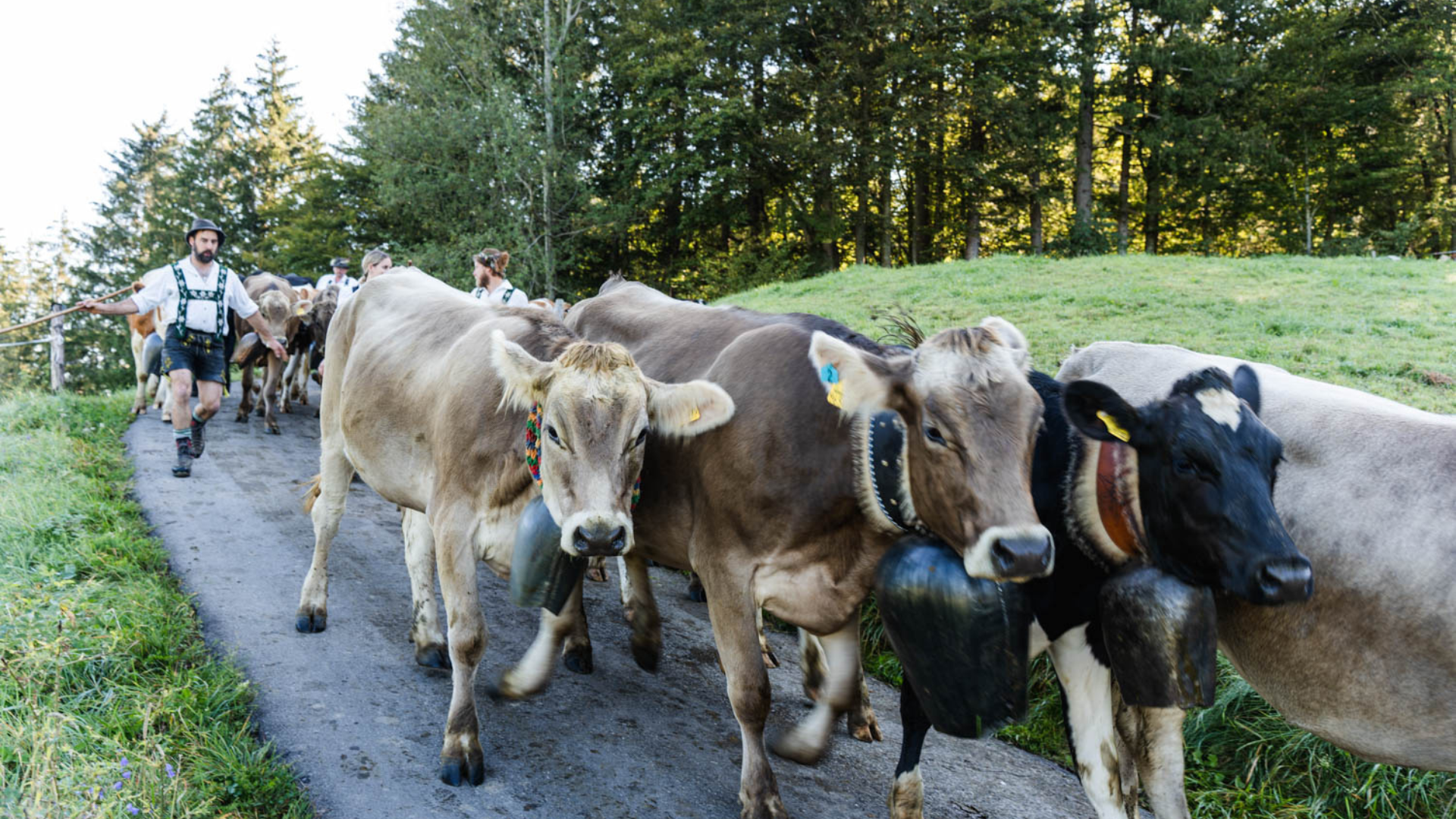 Wie läuft ein Viehscheid ab? - Königshof Hotel Resort