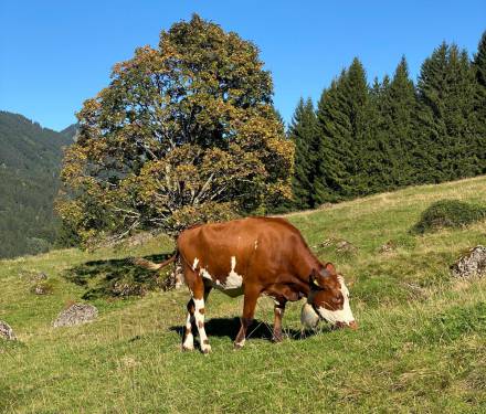 Allgäu cows