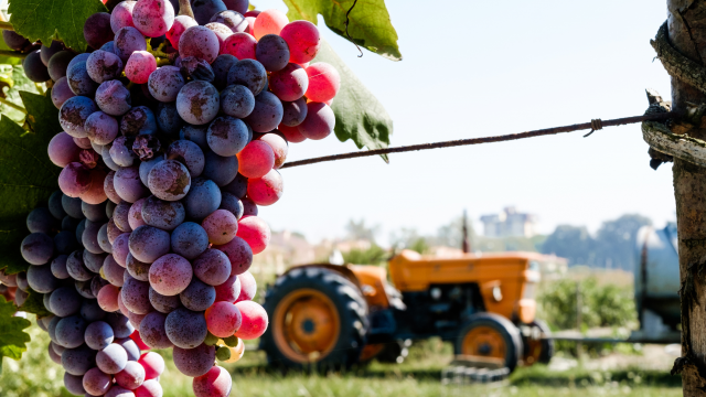 Winzer-Weekend im Königshof