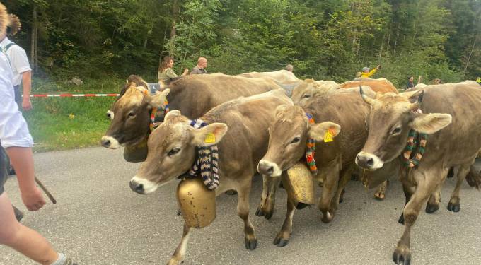 Cattle drive (Viehscheid)
