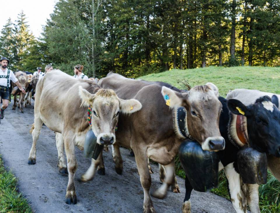 Wie läuft ein Viehscheid ab? - Königshof Hotel Resort